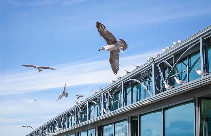 birds flying